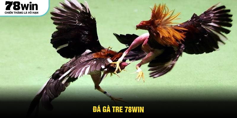 Đá Gà Tre 78WIN